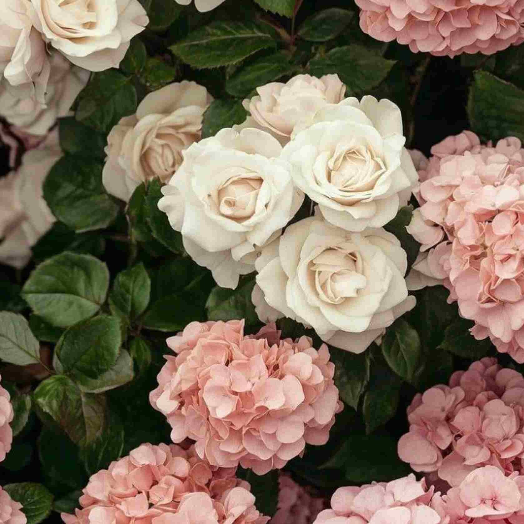 آهنگ جدید  انار خوش دونه